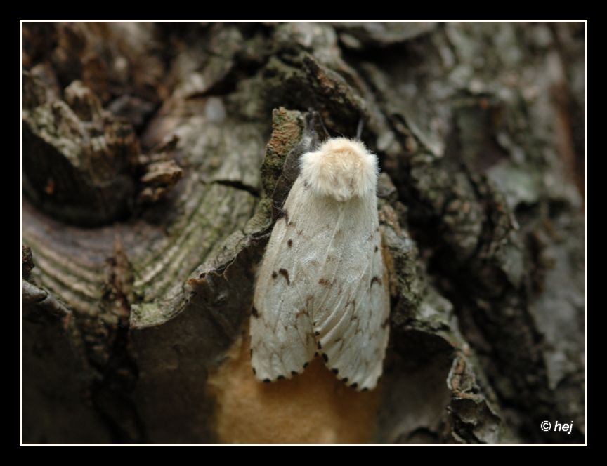 Plakker (Lymantria dispar)